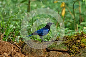 Malabar Whistling Thrush sitting on the branch of a tree with beautiful background at Thattekad Bird Sanctuary