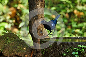 Malabar Whistling Thrush sitting on the branch of a tree with beautiful background at Thattekad Bird Sanctuary