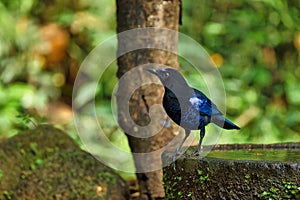 Malabar Whistling Thrush sitting on the branch of a tree with beautiful background at Thattekad Bird Sanctuary