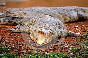 Malacca Crocodile Farm