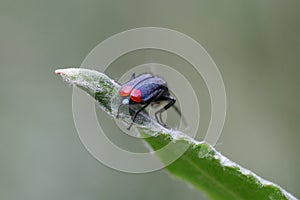 Malachite beetle