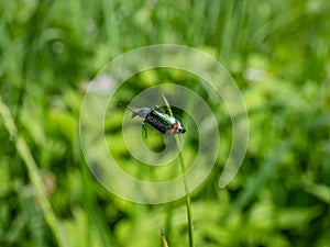 Malachite beetle (Malachius bipustulatus) with long body, the head and pronotum are brown