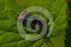 Malachite beetle, Malachius bipustulatus