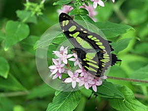 Malachite Butterfly