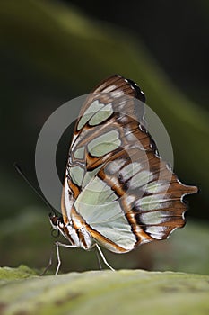 Malachite butterfly