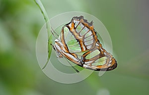 Malachite butterfly