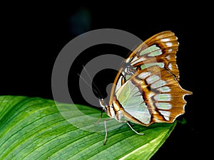 Malachite butterfly