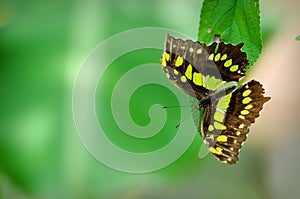 Malachite Butterfly