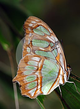 Malachite Butterfly