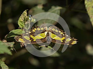 Malachite butterfly