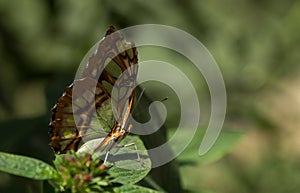 Malachite butterfly