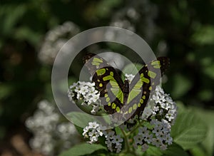 Malachite butterfly