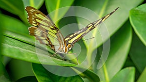 Malachite Butterfly