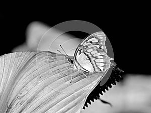 Malachite butterfly in black and white