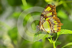 Malachite Butterfly On Green Leaf In Garden