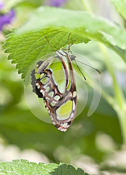 Malachite butterfly hanging on leaf