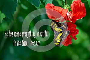 Malachite butterfly on Hibiscus flower Religious Quote - Ecclesiastes 3:11
