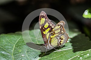 Schmetterling auf der ein Brief 