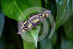 Malachite Butterfly Metamorpha stelenes on green plant