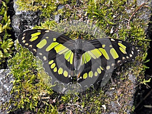 Malachite butterfly on moss