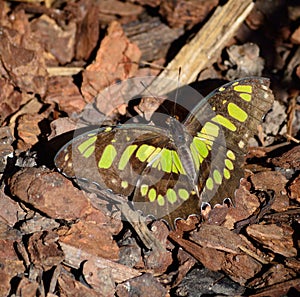 Malachite Butterfly nymphalidae siproeta stelenes