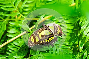 Malachite butterfly on a plant. Insect in natural environment
