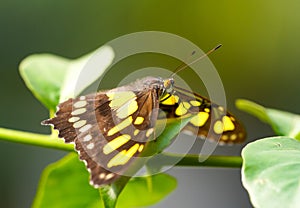 Malachite butterfly on a plant. Insect in natural environment