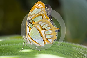 Malachite Butterfly
