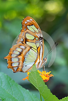 Malachite butterfly- Siproeta stelenes