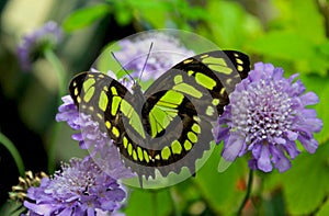 Malachite butterfly, Siproeta stelenes