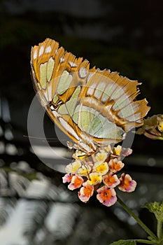 The Malachite Butterfly Siproeta stelenes.