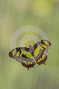 Malachite butterfly (Siproeta stelenes