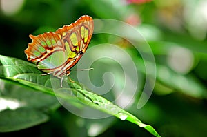 Malachite butterfly (Siproeta stelenes)