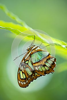 Malachite butterfly (Siproeta stelenes)