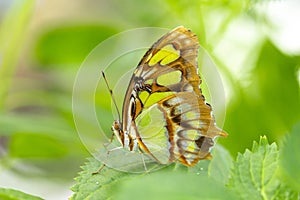 Malachite Butterfly In Sunny Green Garden