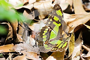 Malachite Butterfly in the Wild