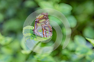 Malachite butterfly with wings closed