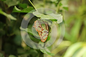 Malachite at Call of the Wild Zoo