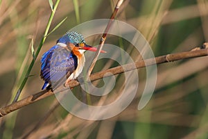 Malachite King fisher South Africa