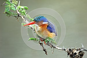 Malachite Kingfisher