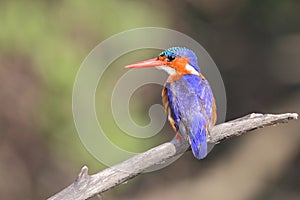Malachite Kingfisher