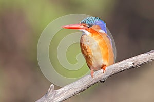 Malachite Kingfisher