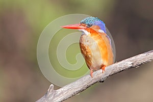 Malachite Kingfisher photo