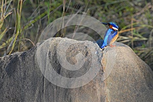 Malachite Kingfisher