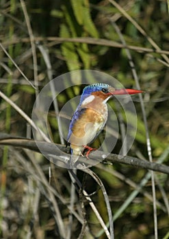 Malachite Kingfisher