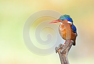 Malachite Kingfisher