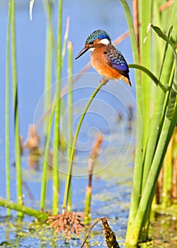 Malachite Kingfisher