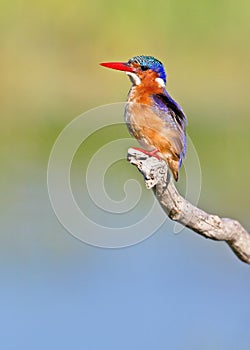 Malachite Kingfisher