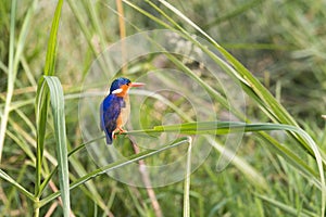 Malachite Kingfisher