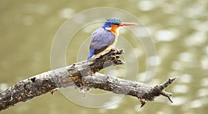 Malachite Kingfisher